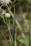 Yuccaleaf eryngo <BR>Northern rattlesnake master